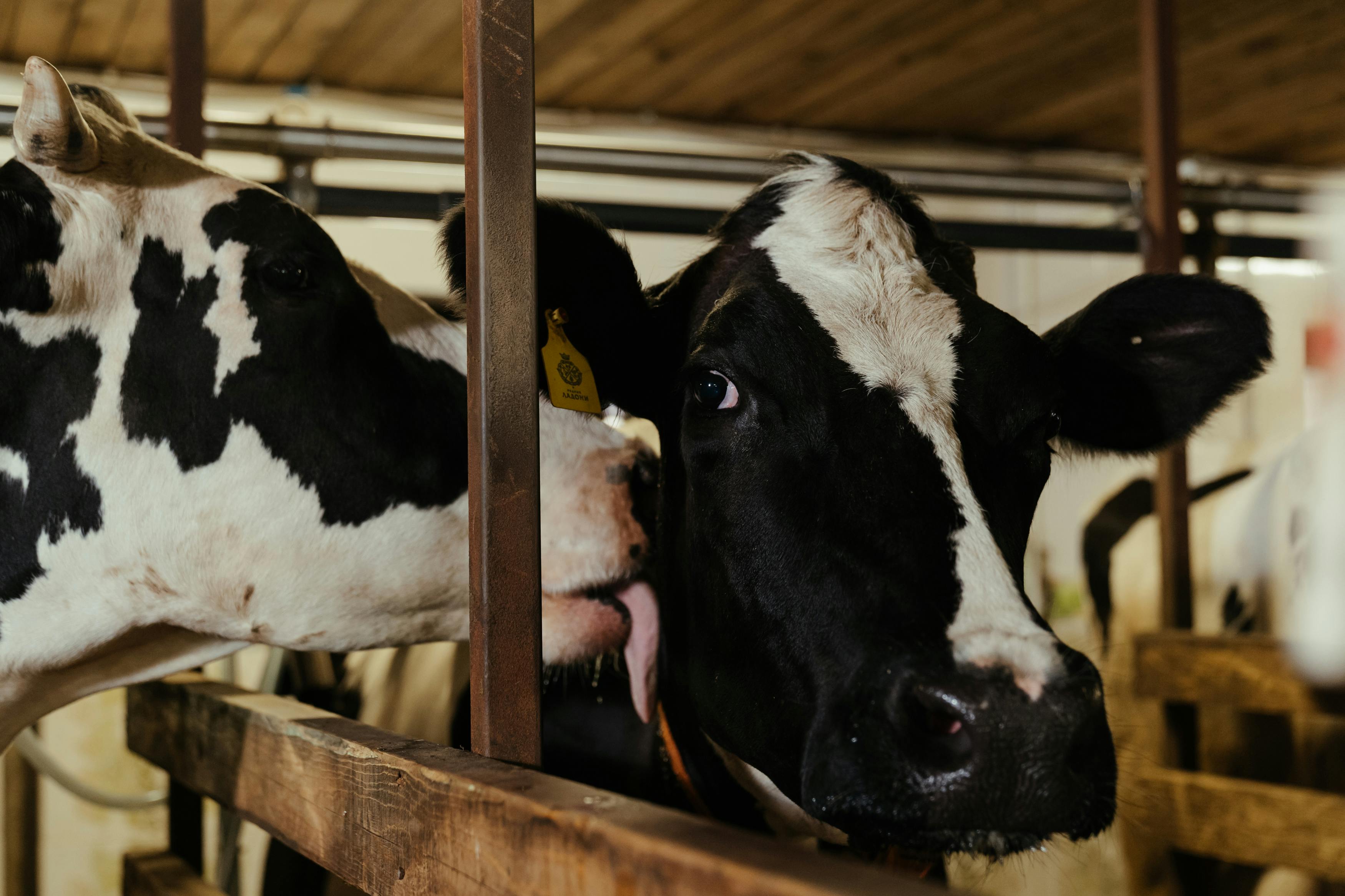 Vaches