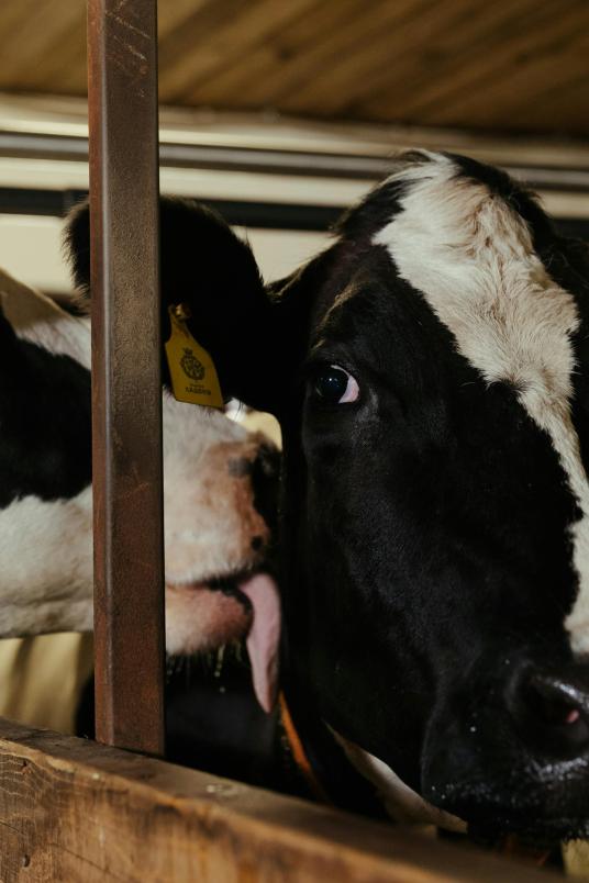 Vaches